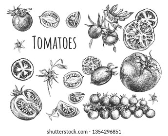 Vector illustration of fresh ripe tomatoes set. Harvest of tomatoes of different varieties such as cherry, round, plum-shaped on branch, cut, slices, halves and whole. Vintage hand drawn style.