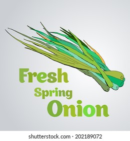 Vector illustration of fresh spring onion