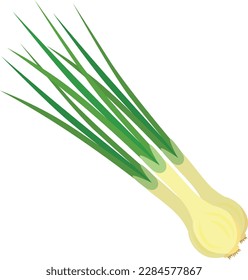 Vector illustration with fresh spring onion. Cartoon illustration of vegetables isolated on white background.