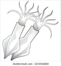 vector illustration of fresh squid seafood isolated on white background 