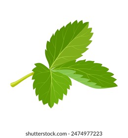 Vector illustration of fresh strawberry leaves, isolated on white background.