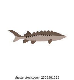 Vector illustration of fresh sturgeon sea fish on white. For menu, label, recipe, product packaging. Seafood design element. Adriatic sturgeon. For action promotion and advertising, mockup. Caviar