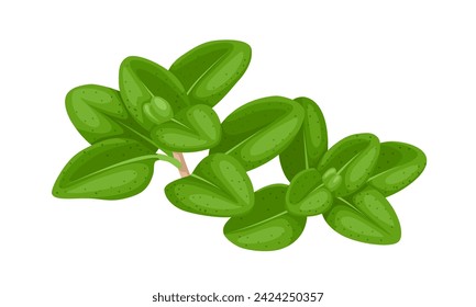 Vector illustration, fresh thyme leaves, herbal plant, isolated on white background.