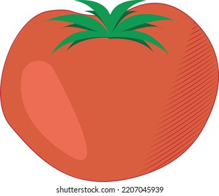 vector illustration of fresh tomato. simple isolated red vegetable