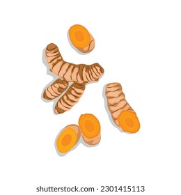 Vector illustration of fresh turmeric. Yellow spice turmeric whole, slices, powder and green leaf. Herb plant