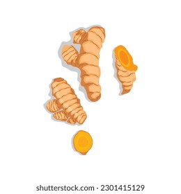 Vector illustration of fresh turmeric. Yellow spice turmeric whole, slices, powder and green leaf. Herb plant