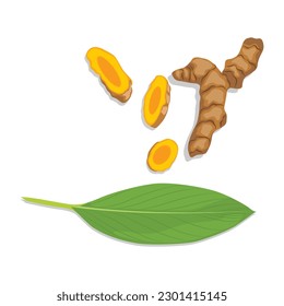 Vector illustration of fresh turmeric. Yellow spice turmeric whole, slices, powder and green leaf. Herb plant