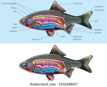 Vector illustration of fresh water fish basic anatomy.