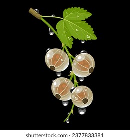 Vector illustration, fresh white currant, with green leaves and morning dew, isolated on dark background. svg