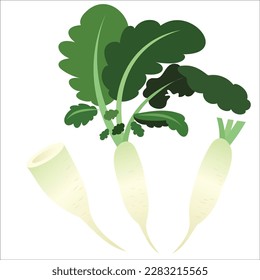 Ilustración vectorial, rábano blanco fresco con rodajas, aislado en fondo blanco.Vector de rábano Daikon.