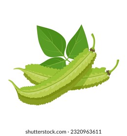 Vector illustration, fresh winged bean, isolated on white background.