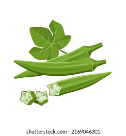 Vector illustration of fresh young Okra, with slices, and green leaves, isolated on white background.