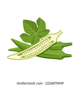 Vector illustration of fresh young Okra, with slices, and green leaves, isolated on white background.