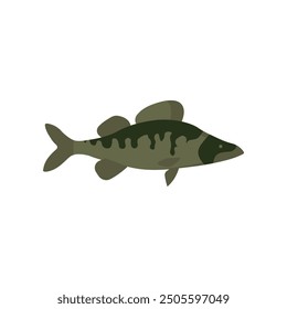 Vector illustration of fresh zander or pike perch freshwater fish on white. For menu, label, recipe, product packaging. Freshwater food element. Action promotion and advertising. Caviar. EPS 10.