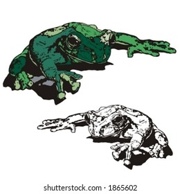 Vector illustration of a frog.