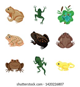 Vector illustration of frog and anuran icon. Collection of frog and animal vector icon for stock.