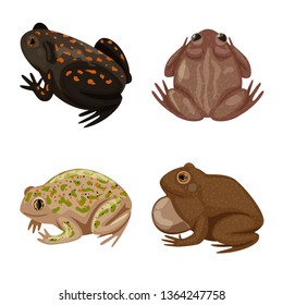 Vector illustration of frog and anuran logo. Collection of frog and animal stock vector illustration.
