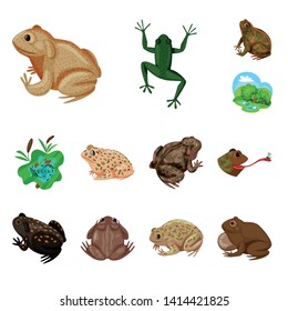 Vector illustration of frog and anuran symbol. Collection of frog and animal stock symbol for web.
