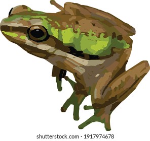 Ilustración vectorial de una rana en el estilo de los marcadores de arte