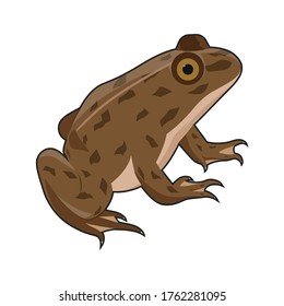 Ilustración vectorial de la rana, aislada en fondo blanco