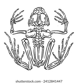 vector illustration of a frog skull skeleton with a unique and simple drawing style and can be used for education