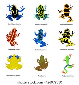 Vector illustration of frogs on a white background.