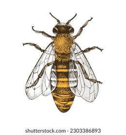 Vector illustration of front view bee