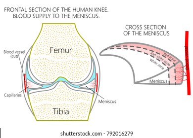 Vector illustration. Frontal section of a healthy human knee, blood supply of the meniscus (red, red-white and white zones). For advertising, medical publications. EPS 10.