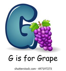Vector illustration of  Fruit alphabet, G is for Grape 