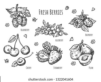 Vector illustration of fruit botany set. Realistic view of strawberry, raspberry, cherry, blueberry, blackberry, plum branches with leaves. Vintage hand drawn style.