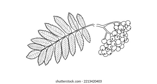 Vector illustration of a fruit branch and rowan leaves on a white background