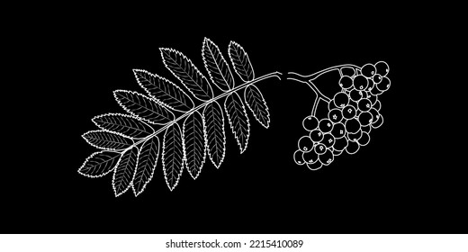 Vector illustration of a fruit branch and rowan leaves on a black background