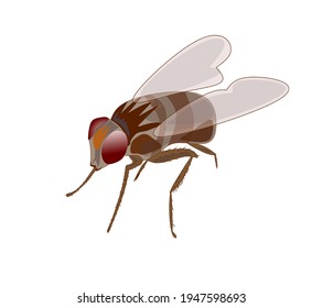 Ciclo de vida de la mosca de la fruta (Drosophila melanogaster). Secuencia de etapas de desarrollo de la mosca de la fruta (Drosophila) del huevo al insecto adulto aislado sobre fondo blanco