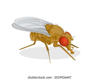 Vector illustration, fruit fly or vinegar fly (Drosophila melanogaster), isolated on a white background.