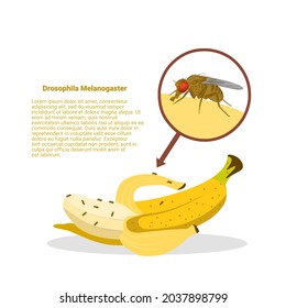 Vector illustration, Fruit fly or vinegar fly (Drosophila melanogaster) on the surface of a banana fruit, with text sample.
