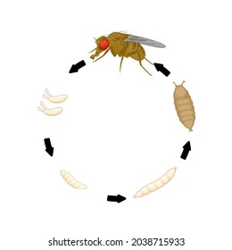Vector illustration, fruit fly or vinegar fly (Drosophila melanogaster) life cycle, from egg to adult.