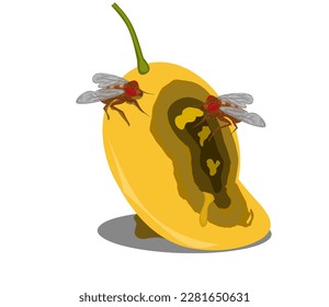 Vector illustration, Fruit fly or vinegar fly (Drosophila melanogaster) on the surface of a mango fruit