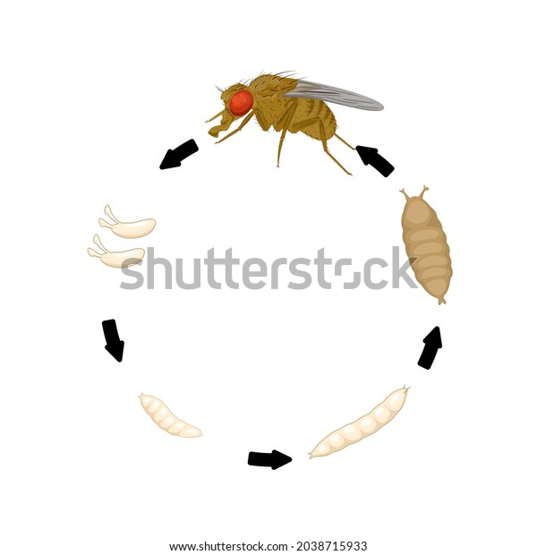 961 노랑초파리 이미지, 스톡 사진 및 벡터 | Shutterstock