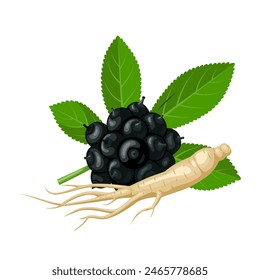 Vector illustration, fruit, leaves and roots of Siberian ginseng, scientific name Eleutherococcus, isolated on white background.