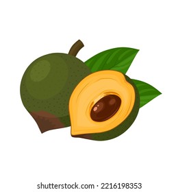 Vector illustration, fruit of Lucuma or Pouteria Lucuma, isolated on white background.