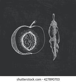 Vector illustration of fruit painted in engraving style. Peach hand drawn with chalk on blackboard