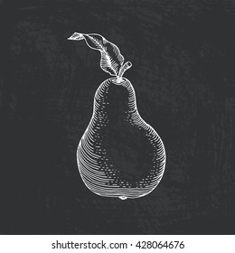 Vector illustration of fruit painted in engraving style. Pear hand drawn with chalk on blackboard