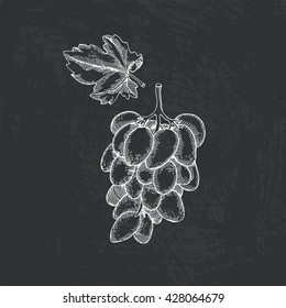 Vector illustration of fruit painted in engraving style. Grapes hand drawn with chalk on blackboard