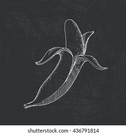 Vector illustration of fruit painted in engraving style. Open banana hand drawn with chalk on blackboard