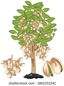 Vector Illustration Fruit Ripe Pistachio On Tree