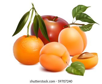 Vector illustration of fruits.