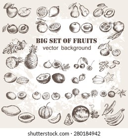 Vector illustration of fruits collection in vintage style