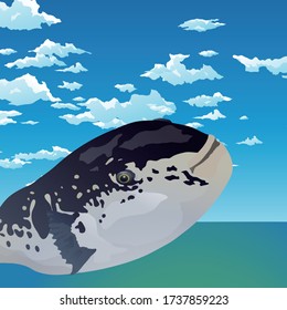 Vector illustration of a Fugu (pufferfish).