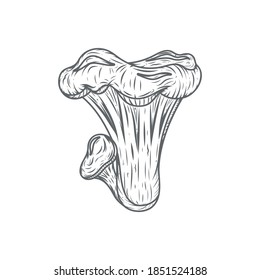 Vector illustration of the fungus. sketch of the chanterelle mushroom. Painting of mushrooms.