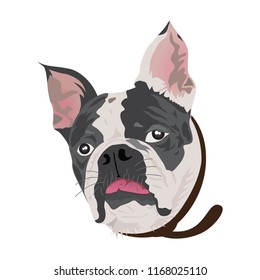 Vector illustration of funny cartoon bulldog dog. Isolated on white.